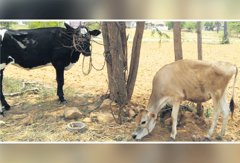 நங்கவள்ளி வாரச்சந்தையில் திருட்டு மாடுகளை விற்க முயன்ற மர்மநபர் போலீசார் விசாரணை