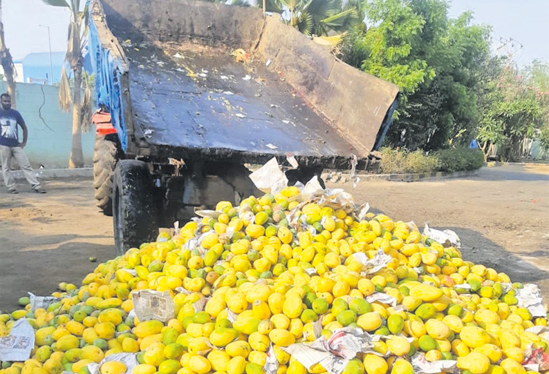 கோயம்பேடு மார்க்கெட்டில் ரசாயன பவுடர் மூலம் பழுக்க வைக்கப்பட்ட 4 டன் மாம்பழங்கள் பறிமுதல் அதிகாரிகள் நடவடிக்கை