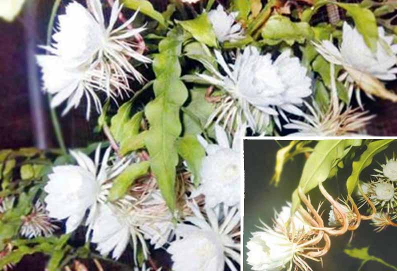 கூடலூரில், ஒரே நாள் இரவில் பூத்து காய்ந்த நிஷாகந்தி மலர்கள்