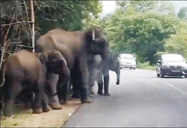 வரிசையாக வாகனங்கள் வந்ததால் ரோட்டை கடக்க முடியாமல் தவித்த யானைகள்