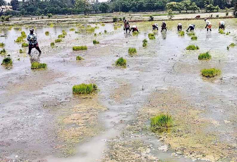 சீர்காழி பகுதியில், குறுவை சாகுபடி பணி தீவிரம் - தடையின்றி மும்முனை மின்சாரம் வினியோகிக்க கோரிக்கை