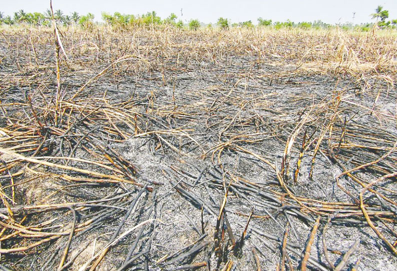 அம்மாப்பேட்டை அருகே கரும்பு தோட்டம் தீயில் எரிந்து நாசம் போலீசார் விசாரணை