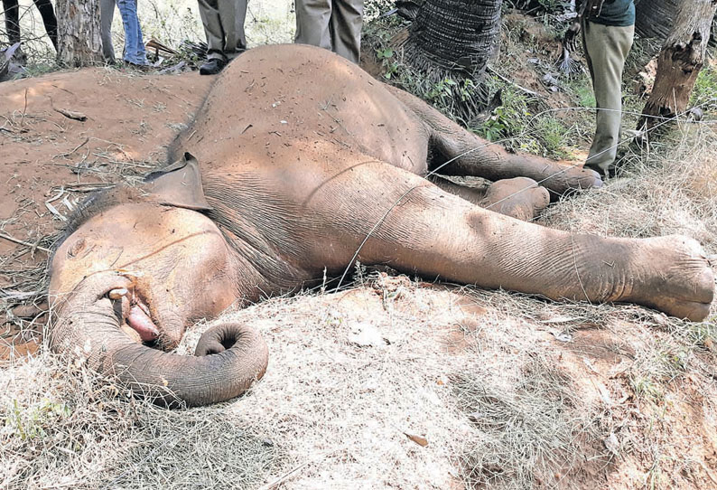 கடையநல்லூர் அருகே மின்வேலியில் சிக்கி யானை சாவு