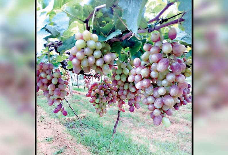 கம்பம் பள்ளத்தாக்கு பகுதியில், புதிய ரக திராட்சை விளைச்சல் அமோகம்