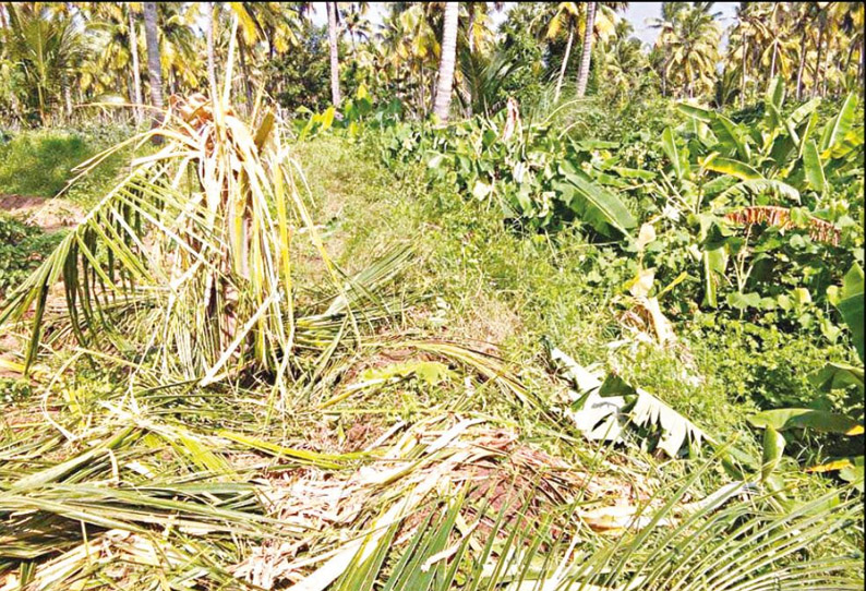 விக்கிரமசிங்கபுரம்-செங்கோட்டை பகுதி தோட்டங்களில் புகுந்து யானைகள் அட்டகாசம்