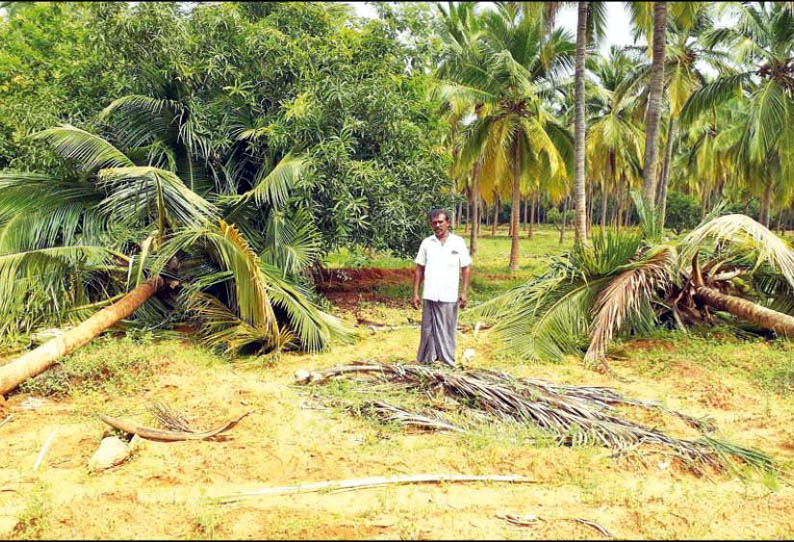 கடையம் அருகே, தோட்டத்தில் காட்டு யானைகள் அட்டகாசம் - 30 தென்னை மரங்களை பிடுங்கி எறிந்து நாசம் செய்தன