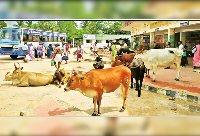 பஸ்நிலையத்தை ஆக்கிரமித்துள்ள கால்நடைகள் நகராட்சி நிர்வாகம் நடவடிக்கை எடுக்க வலியுறுத்தல்