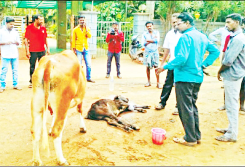 காரைக்குடியில் நெகிழ்ச்சி சம்பவம் வாகனத்தில் அடிபட்ட கன்றுக்குட்டி; தவியாய் தவித்த தாய்ப்பசு