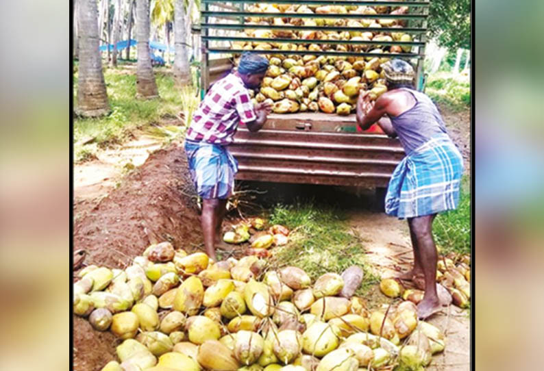 சாணார்பட்டி பகுதியில், தேங்காய் விலை வீழ்ச்சி - விவசாயிகள் கவலை