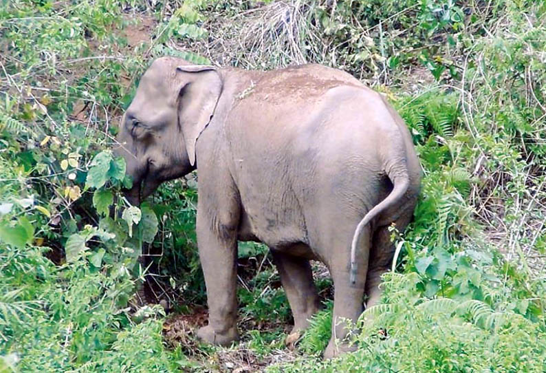 பந்தலூர் அருகே, சேரம்பாடி வனப்பகுதியில் இறந்த கிடந்த குட்டி யானை