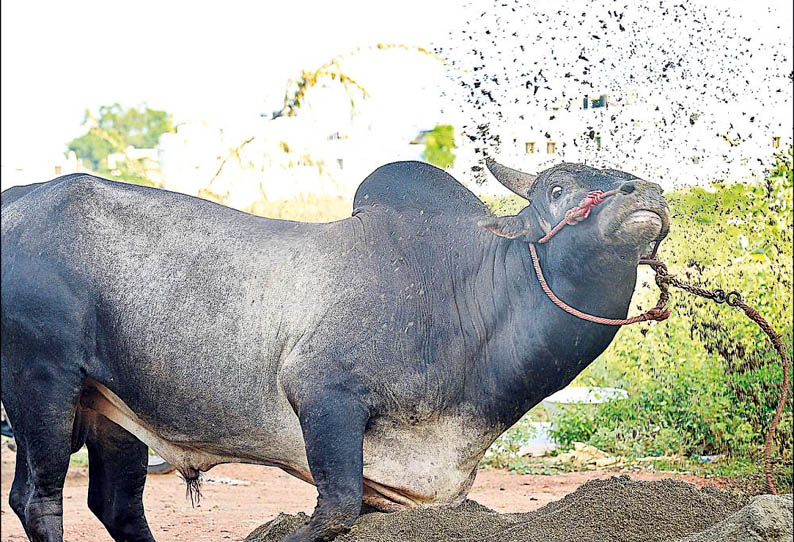 மதுரை பகுதியில், ஜல்லிக்கட்டு காளைகளுக்கு தீவிர பயிற்சி