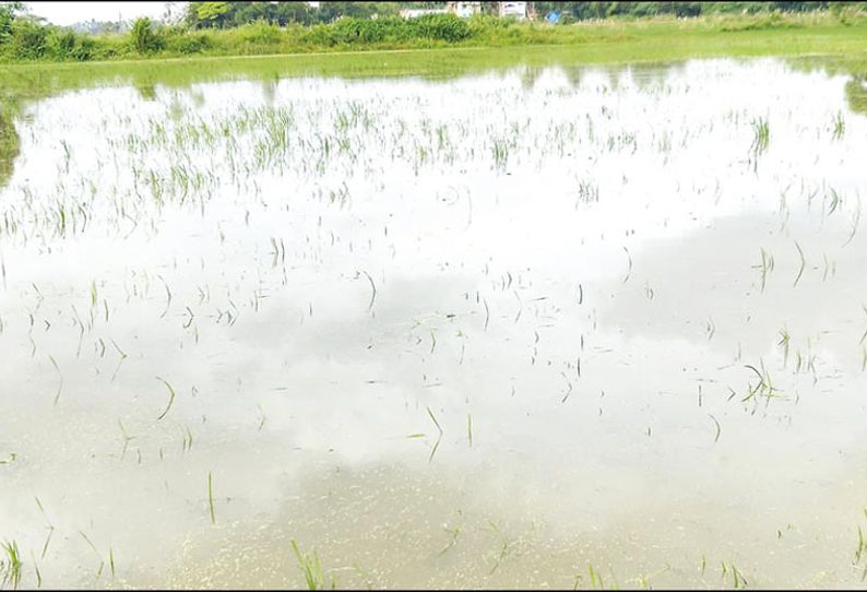 நாகையில் விடிய, விடிய மழை வெளுத்து வாங்கியது: நெற்பயிர்கள் மூழ்கியதால் விவசாயிகள் கவலை