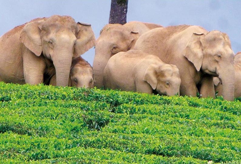 தேயிலை தோட்டங்களில் காட்டுயானைகள் முகாம் - தொழிலாளர்கள் பீதி