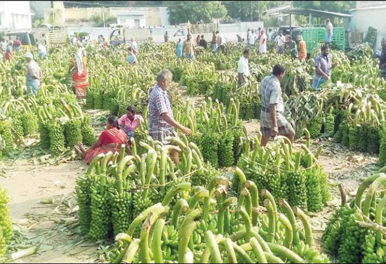 பரமத்தி வேலூரில், ஆயுத பூஜையை முன்னிட்டு வாழைத்தார்கள் விலை உயர்வு