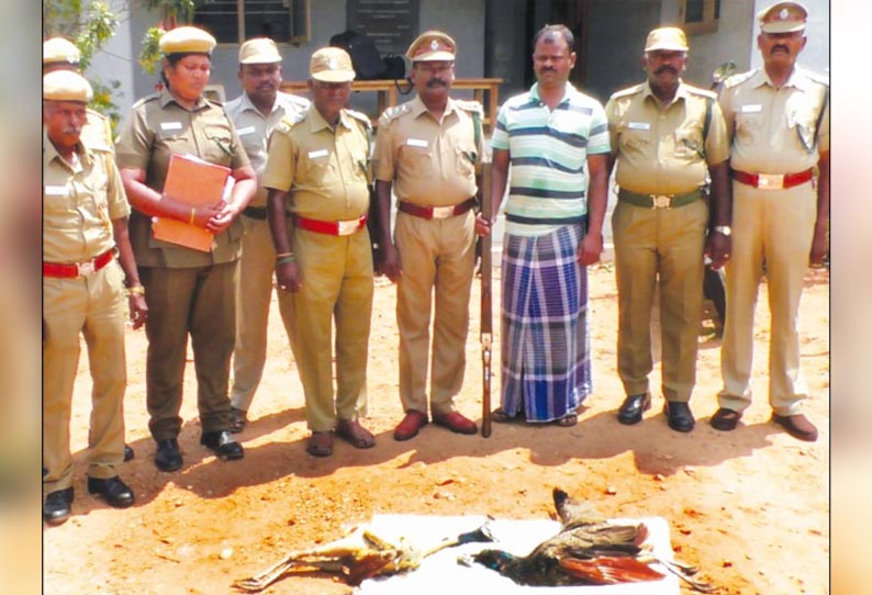 மணப்பாறை அருகே, மயில்களை வேட்டையாடிய, ஓய்வு பெற்ற ராணுவ வீரர் கைது - துப்பாக்கி பறிமுதல்