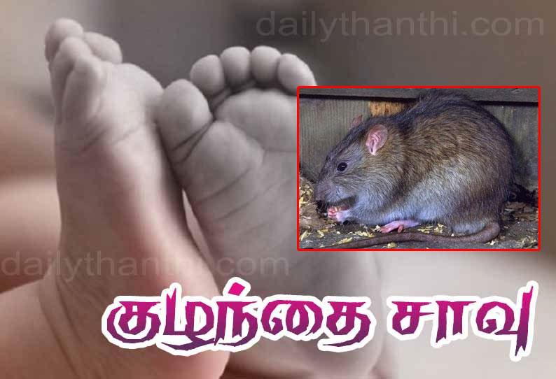 விஜயாப்புரா அருகே சோகம் பெருச்சாளி கடித்து 6 மாத குழந்தை சாவு