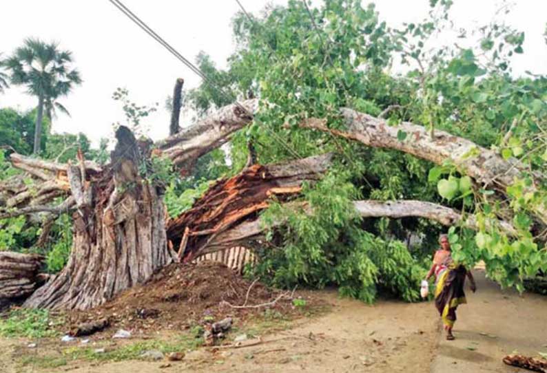 ஆத்தூர் அருகே பலத்த காற்றுடன் மழை: மரங்கள் சாலையில் சாய்ந்ததால் போக்குவரத்து பாதிப்பு