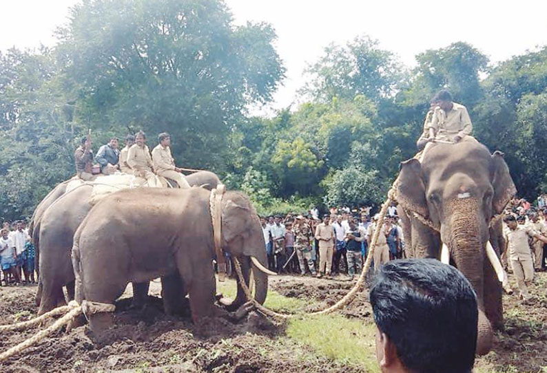 குண்டலுபேட்டையில் தொடர் அட்டகாசம்: 2 பேரை தாக்கிய காட்டு யானை பிடிபட்டது ‘கும்கி’கள் உதவியுடன் வனத்துறையினர் நடவடிக்கை