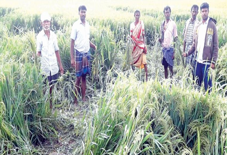 ஓசூர் அருகே நெல் வயலில் புகுந்து யானைகள் அட்டகாசம்: விவசாயிகள் கவலை