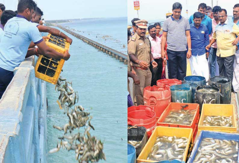 ராமேசுவரம் அருகே இலங்கைக்கு கடத்த இருந்த 500 கிலோ கடல் அட்டைகள் பறிமுதல்; உயிருடன் இருந்ததால் கடலில் விடப்பட்டது