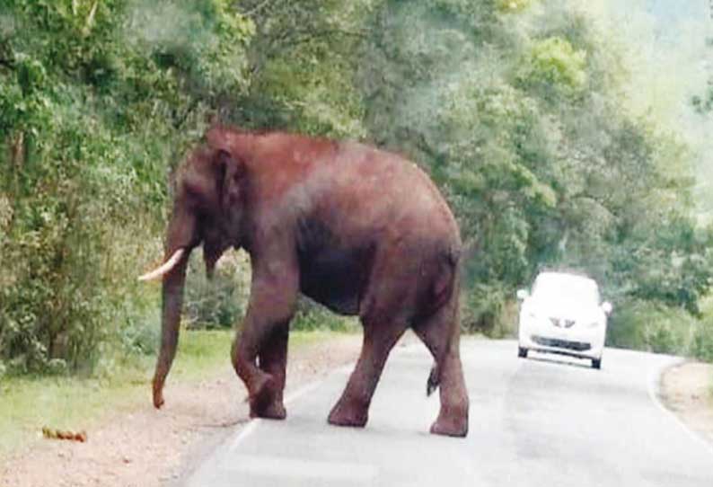 ஆசனூர் அருகே வாகனங்களை வழிமறித்து துரத்தும் ஒற்றை யானை; வனப்பகுதிக்குள் விரட்ட வாகன ஓட்டிகள் கோரிக்கை