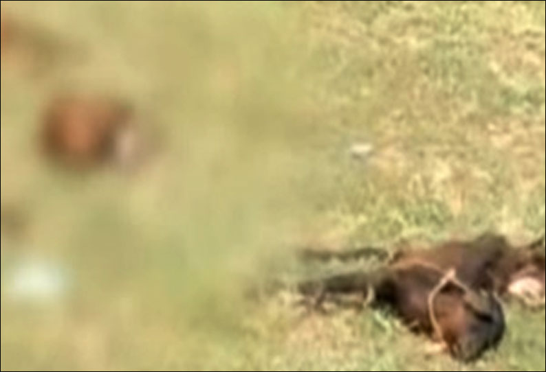 காஞ்சீபுரம் அருகே கல்குவாரி குடோன் வெடி விபத்தில் 2 பேர் படுகாயம் - 15 ஆடுகள் உயிரிழந்தன