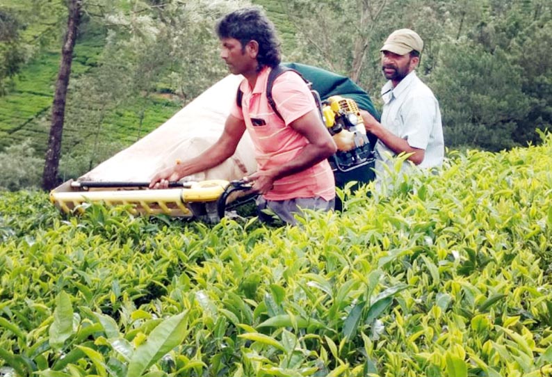 பச்சை தேயிலை பறிக்கும் எந்திரங்கள் வழங்க வேண்டும் - அரசுக்கு, விவசாயிகள் கோரிக்கை