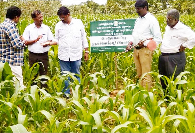 மக்காச்சோள பயிரில் படைப்புழு தாக்குதலை குறைக்க நடவடிக்கை - வேளாண்மை அதிகாரி தகவல்