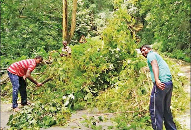 லோயர்கேம்ப்-குமுளி மலைப்பாதையில், மரம் முறிந்து விழுந்ததால் போக்குவரத்து பாதிப்பு