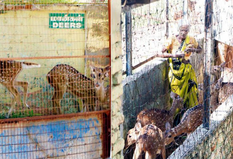 தஞ்சை சிவகங்கை பூங்காவில் இருந்த மான்கள், கோடியக்கரை வனப்பகுதிக்கு கொண்டு செல்லப்பட்டன