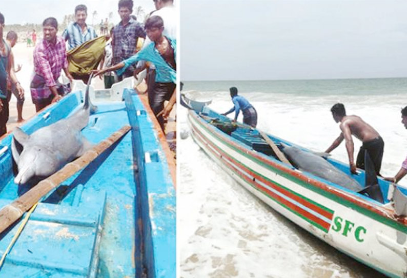 நாகர்கோவில் அருகே பள்ளம் கடற்கரையில் டால்பின் கரை ஒதுங்கியது மீனவர்கள் மீட்டு ஆழ்கடலில் விட்டனர்