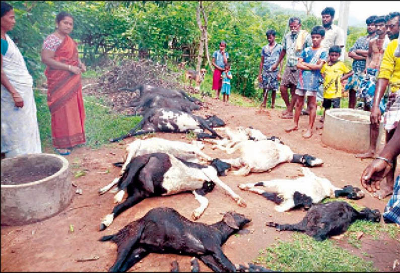 நத்தம் அருகே, மின்னல் தாக்கி 11 ஆடுகள் பலி