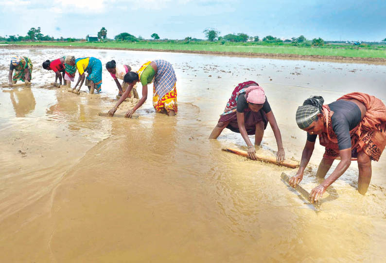 சம்பா சாகுபடிக்கு முறைவைக்காமல் தண்ணீர் திறந்து விட வேண்டும் - கடைமடை விவசாயிகள் கோரிக்கை