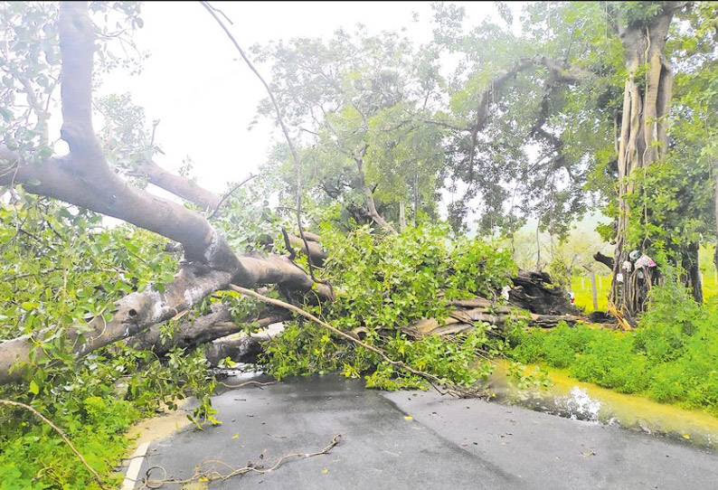 பள்ளிப்பட்டு அருகே சாலையில் வேருடன் சரிந்து விழுந்த ஆலமரம் 5 மணி நேரம் போக்குவரத்து பாதிப்பு