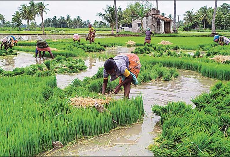 பெண்ணாடம் பகுதியில், சம்பா நடவு பணியில் விவசாயிகள் மும்முரம்