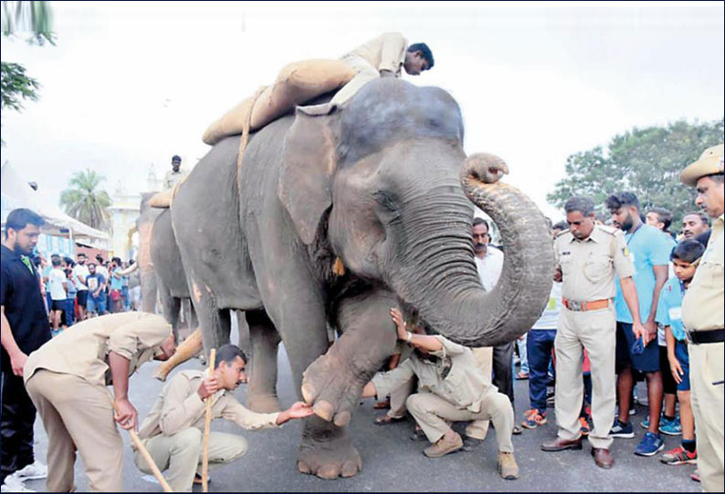 அரண்மனை வளாகத்தில் நடந்த ஒத்திகையின்போது தசரா யானை காவேரியின் காலில் ஆணி குத்தியது