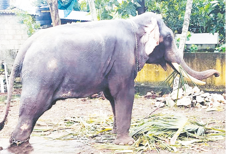 நவராத்திரி விழாவில் சாமி சிலைகள் ஊர்வலத்துக்காக கேரளாவில் இருந்து அழைத்து வரப்பட்ட 2 யானைகள் எல்லையில் தடுத்து நிறுத்தம்