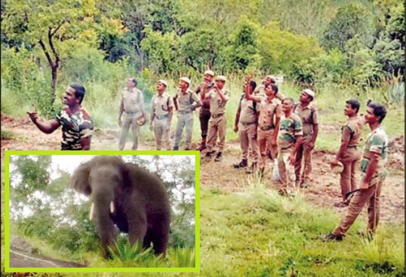 ஆடலூர் பகுதியில், தோட்டங்களுக்குள் புகுந்து காட்டுயானைகள் அட்டகாசம் - பட்டாசு வெடித்து வனத்துறையினர் விரட்டினர்