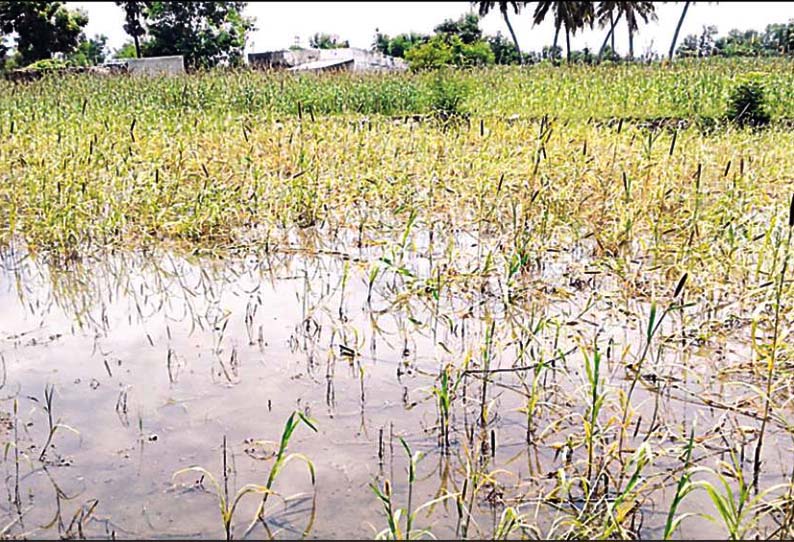 கள்ளக்குறிச்சி பகுதியில் பலத்த மழை கம்பு பயிர்கள் தண்ணீரில் மூழ்கியதால் விவசாயிகள் கவலை