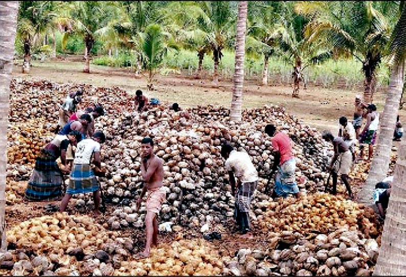 ஒட்டன்சத்திரம், தொப்பம்பட்டி ஒன்றியங்களில் வரத்து குறைவால் தேங்காய் விலை உயர்வு