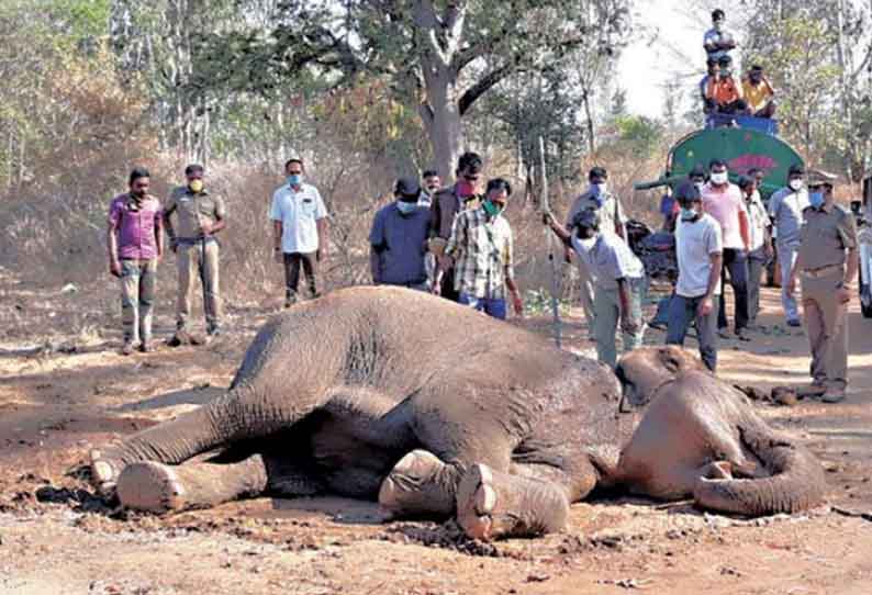 தேன்கனிக்கோட்டை அருகே, நோயுடன் போராடிய பெண் யானை சாவு - வயிற்றுக்குள் இருந்த குட்டியும் இறந்த பரிதாபம்