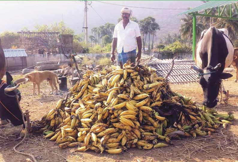 அம்மாபேட்டை பகுதியில் ஊரடங்கு உத்தரவால் வாழைகள் விலை வீழ்ச்சி கால்நடைகளுக்கு தீவனமாக வழங்கும் அவலம்