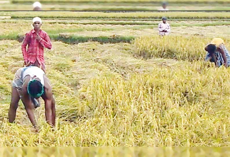 வேலைக்கு ஆட்கள் வராததால் குடும்பத்தினர், உறவினர்களை கொண்டு நெல் அறுவடையில் ஈடுபடும் விவசாயிகள்