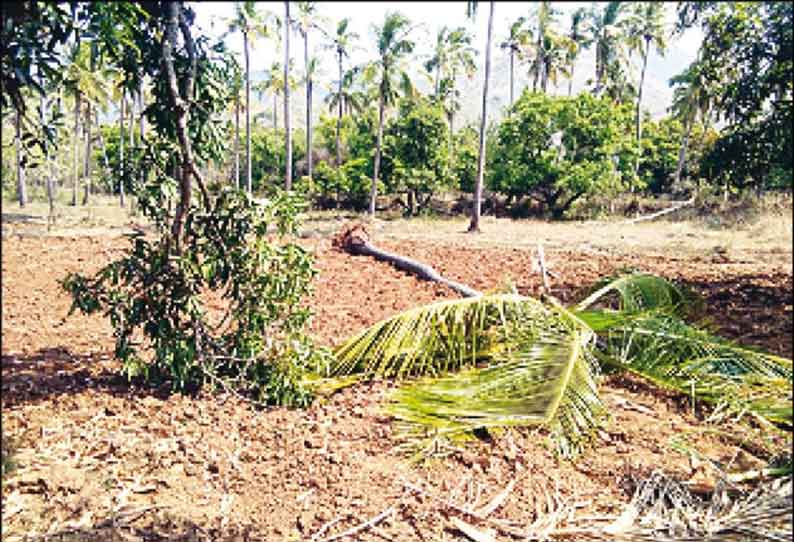 புளியங்குடி- வடகரை பகுதியில் தோட்டங்களில் காட்டு யானைகள் அட்டகாசம் - தென்னை, வாழை மரங்களை சேதப்படுத்தின