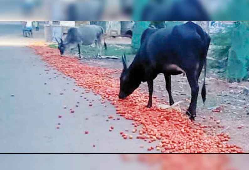 மாடுகளுக்கு தக்காளி; குரங்குகளுக்கு வெள்ளரி - விளைபொருட்கள் வீணானதால் விவசாயிகள் வேதனை