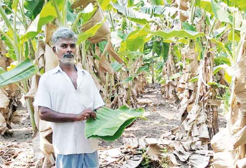 ஊரடங்கு காரணமாக முடங்கி போன வாழை விவசாயிகள் - பெருத்த நஷ்டம் என கண்ணீர்