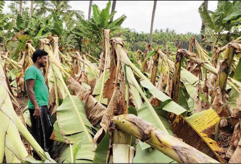 சென்னிமலை, அம்மாபேட்டை பகுதியில் சூறாவளிக்காற்றுடன் பலத்த மழை - ஆயிரக்கணக்கான வாழைகள் சாய்ந்தன