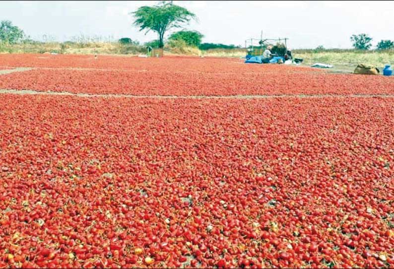 விளாத்திகுளம் பகுதியில் ஊரடங்கால் விற்பனை பாதிப்பு: ரூ.50 கோடி மிளகாய் வத்தல் தேக்கம் - அரசே கொள்முதல் செய்ய விவசாயிகள் வலியுறுத்தல்