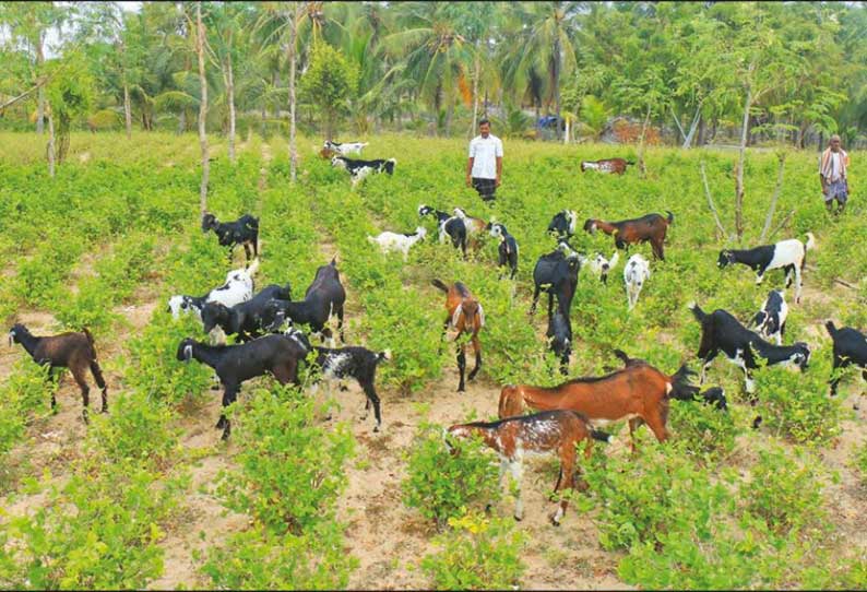 ராமேசுவரத்தில் மல்லிகை செடிகளை ஆடுகளுக்கு இரையாக்கும் அவலம் - பூ சாகுபடி விவசாயிகளின் பரிதாப நிலை