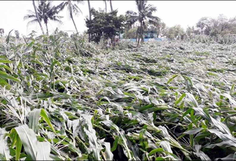 பெரம்பலூர் மாவட்டத்தில் சூறாவளி காற்றுடன் மழை: வாழைகள், மக்காச்சோளம், எள் செடிகள் சாய்ந்து நாசம் - வீடு, கடைகளின் மேற்கூரைகள் பறந்தன